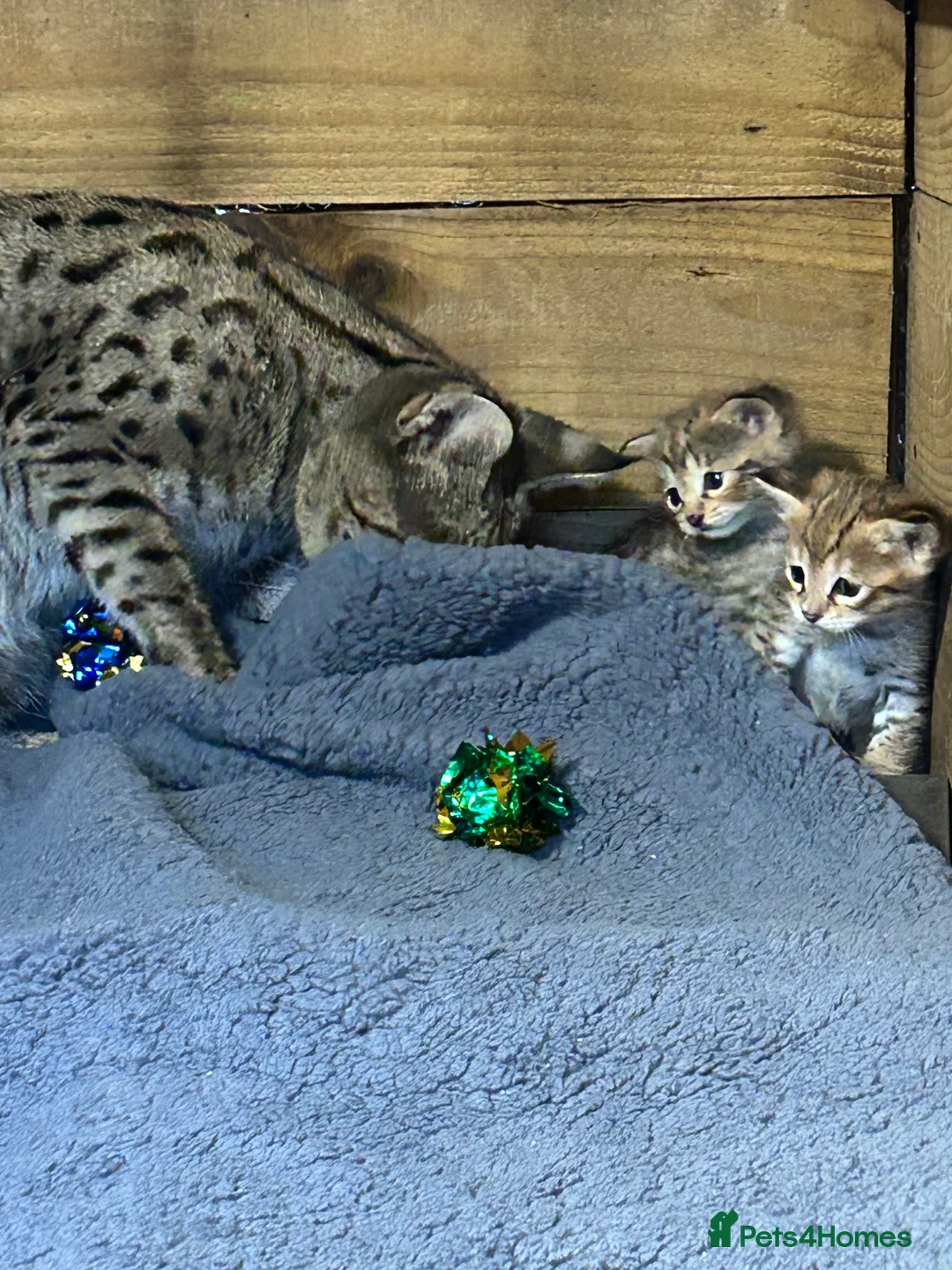 Savannah cats for sale: ✨ Special F2 Savannah Female ✨ - Advert 8