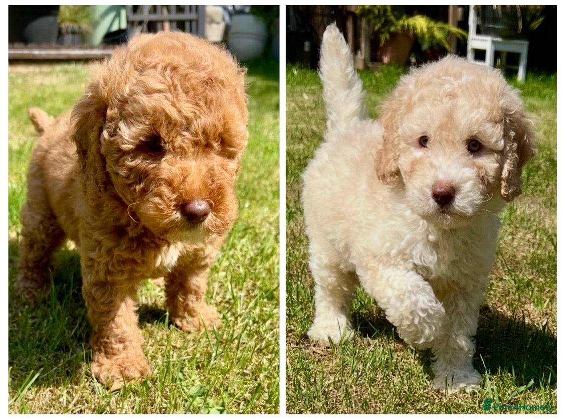 Labradoodle dogs READY NOW! Labradoodles F1b Health tested parents  - Advert 2