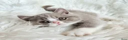 British Shorthair cats for sale: Stunning British shorthair kittens  - Advert 30