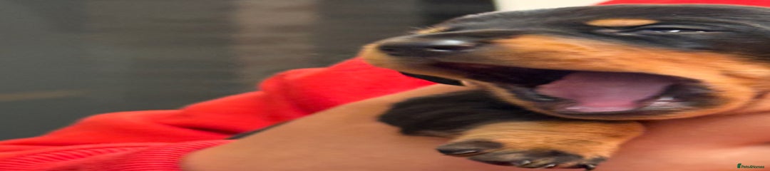 Miniature Dachshund Puppy 2