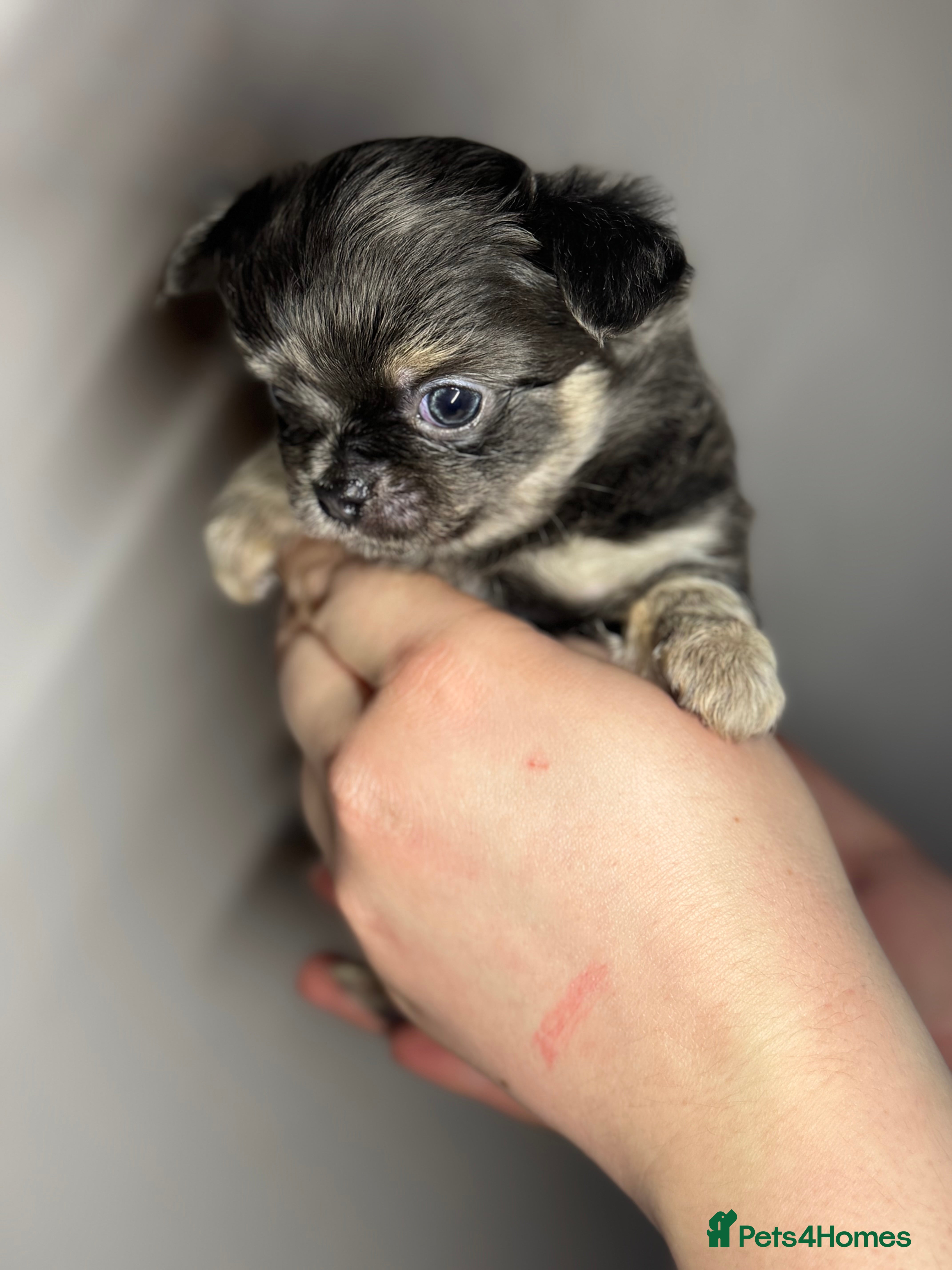 Chihuahua dogs 😍 Beautiful KC Chihuahua Puppies 😍 - Advert 14