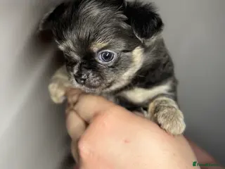 Chihuahua dogs 😍 Beautiful KC Chihuahua Puppies 😍 - Advert 14