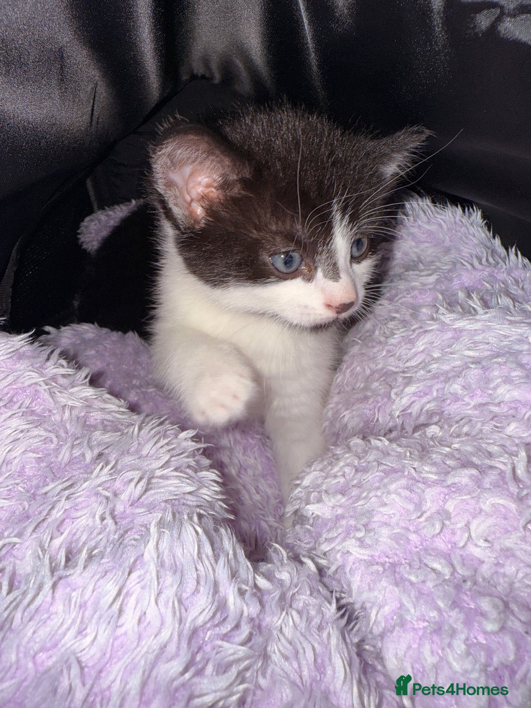 Mixed Breed cats for sale: Two young kittens for sale  - Advert 7