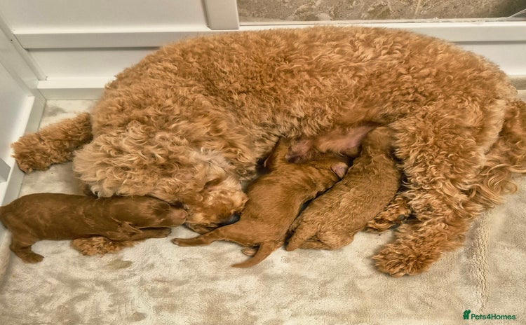 Cockapoo dogs - Advert 1