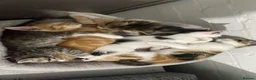 Mixed Breed cats for sale: Litter of 7 ready to leave - Advert 19