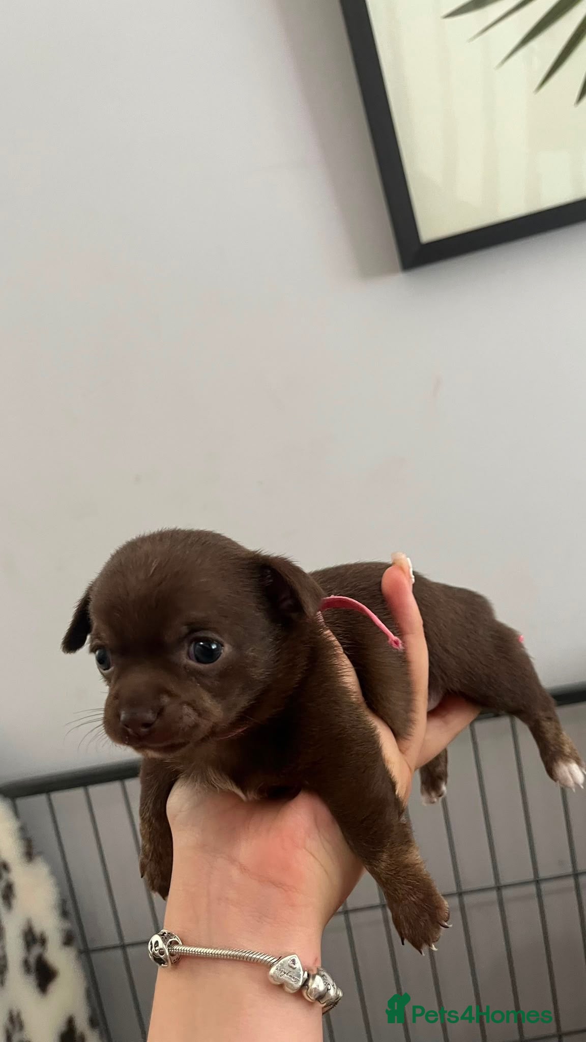 Chihuahua dogs Pure bred apple head chihuahuas ! 💕250 deposit  - Advert 2