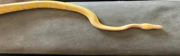 Python Snake reptiles for sale: Female Albino Ball Python possible Toffino young  - Advert 10