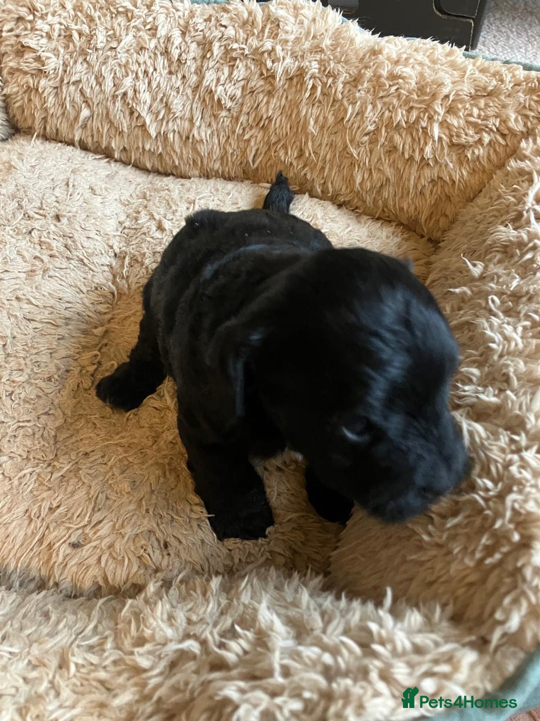 Jackapoo dogs for sale: Gorgeous little Jackapoo pup for sale  - Advert 3