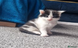 Mixed Breed cats for sale: Kittens - Image 10