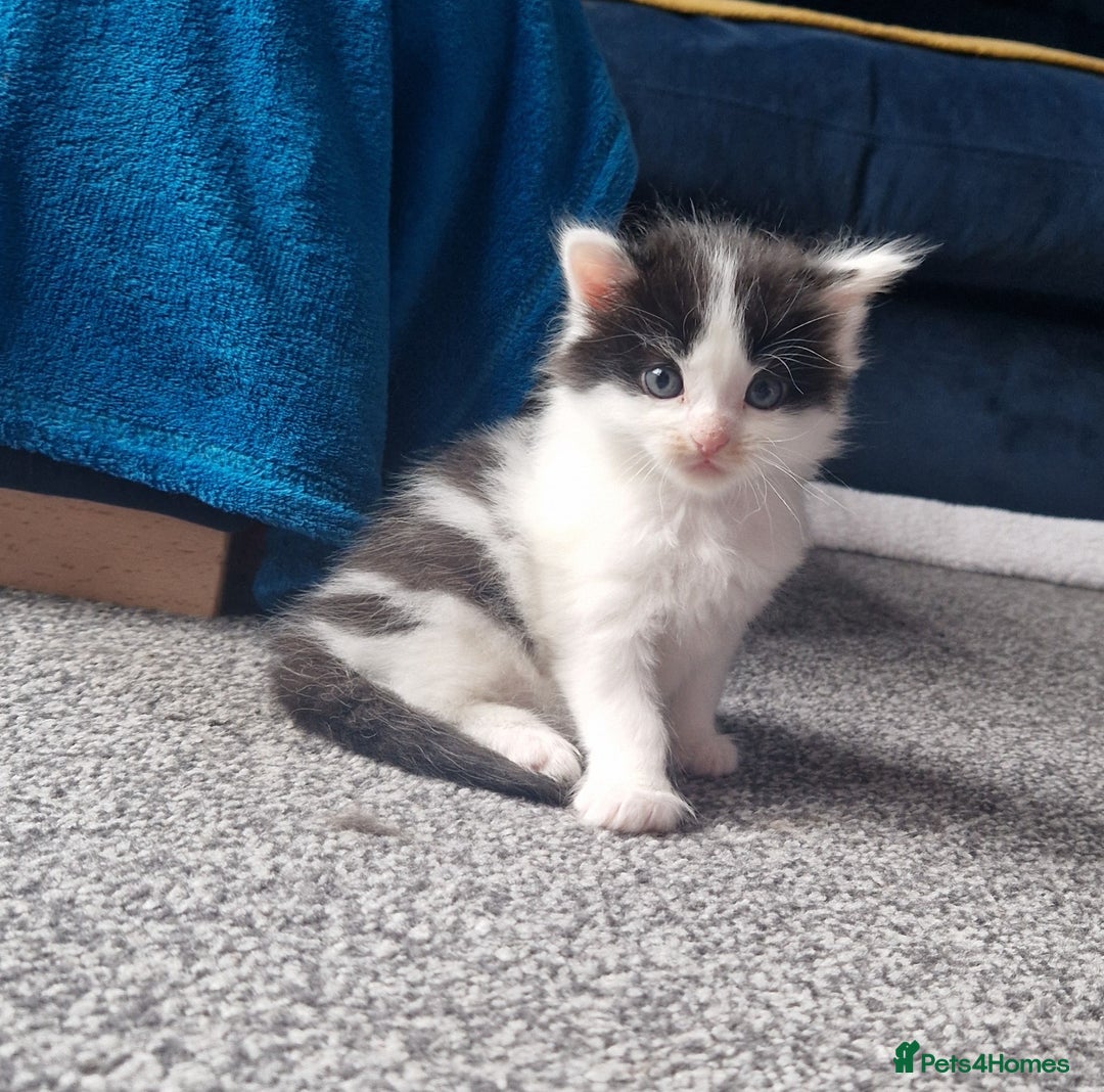 Mixed Breed cats for sale: Kittens - Image 10