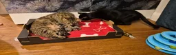 Mixed Breed cats for sale: Four playful kittens for sale - Advert 3