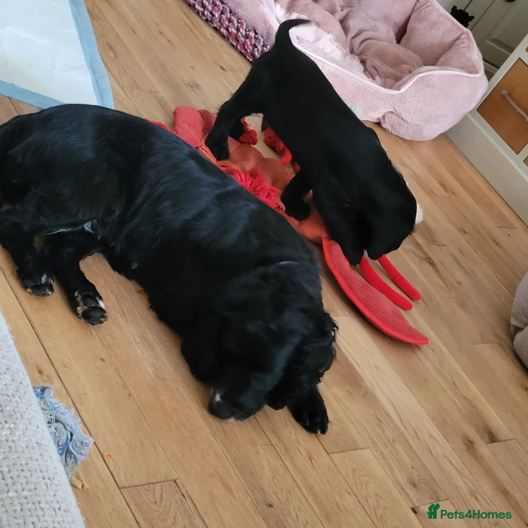Cocker Spaniel dogs for sale: Cocker Spaniel puppies for sales - Advert 2