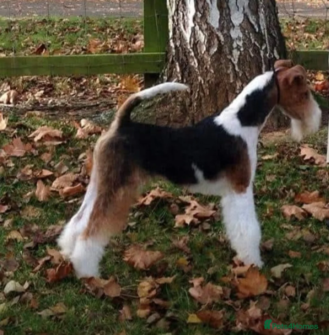 Fox Terrier dogs for stud: KC REG WIRE FOX TERRIER STUD in Todmorden - Advert 4