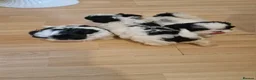 Shih Tzu dogs for sale: 🐾Amazing Purebred Shih Tzu Puppies Crawley 🐾 - Advert 14