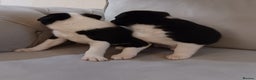 Border Collie dogs for sale: PBC Puppies - Border collie  - Advert 4