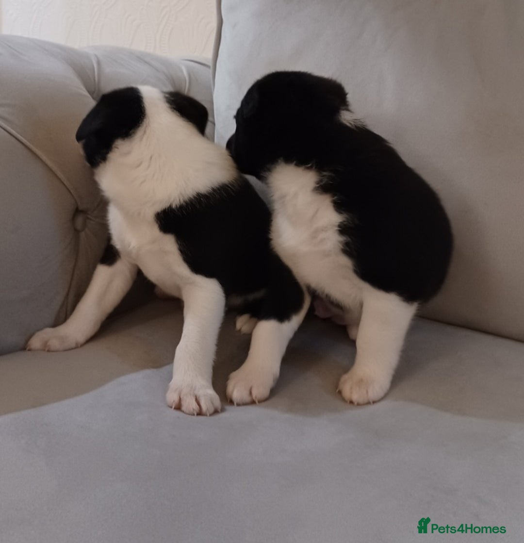 Border Collie dogs for sale: PBC Puppies - Border collie  - Advert 4
