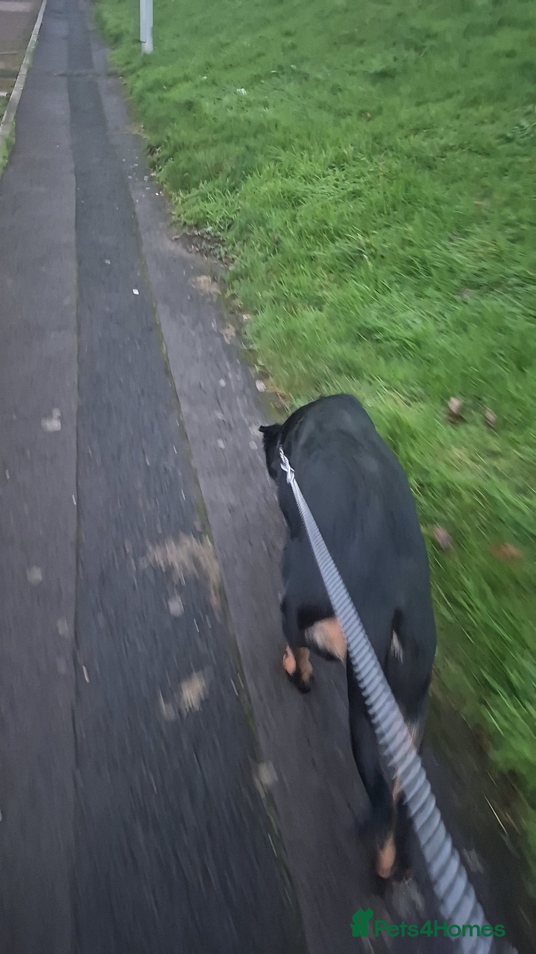 Mixed Breed dogs for sale: Rottweiler x gsd x malinois - Advert 2