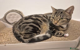 Domestic Shorthair cats for sale: Majestic Cat looking for a loving home - Image 3