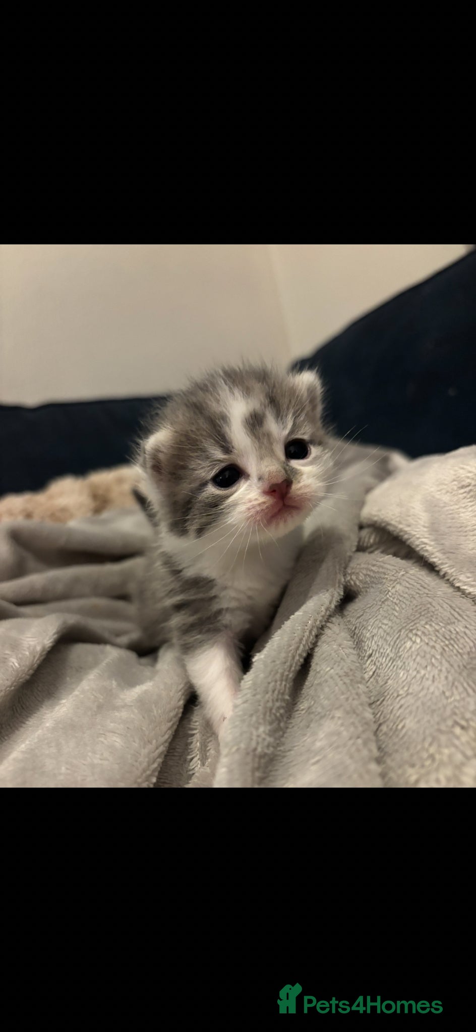 Mixed Breed cats 1 week old kittens  - Advert 12