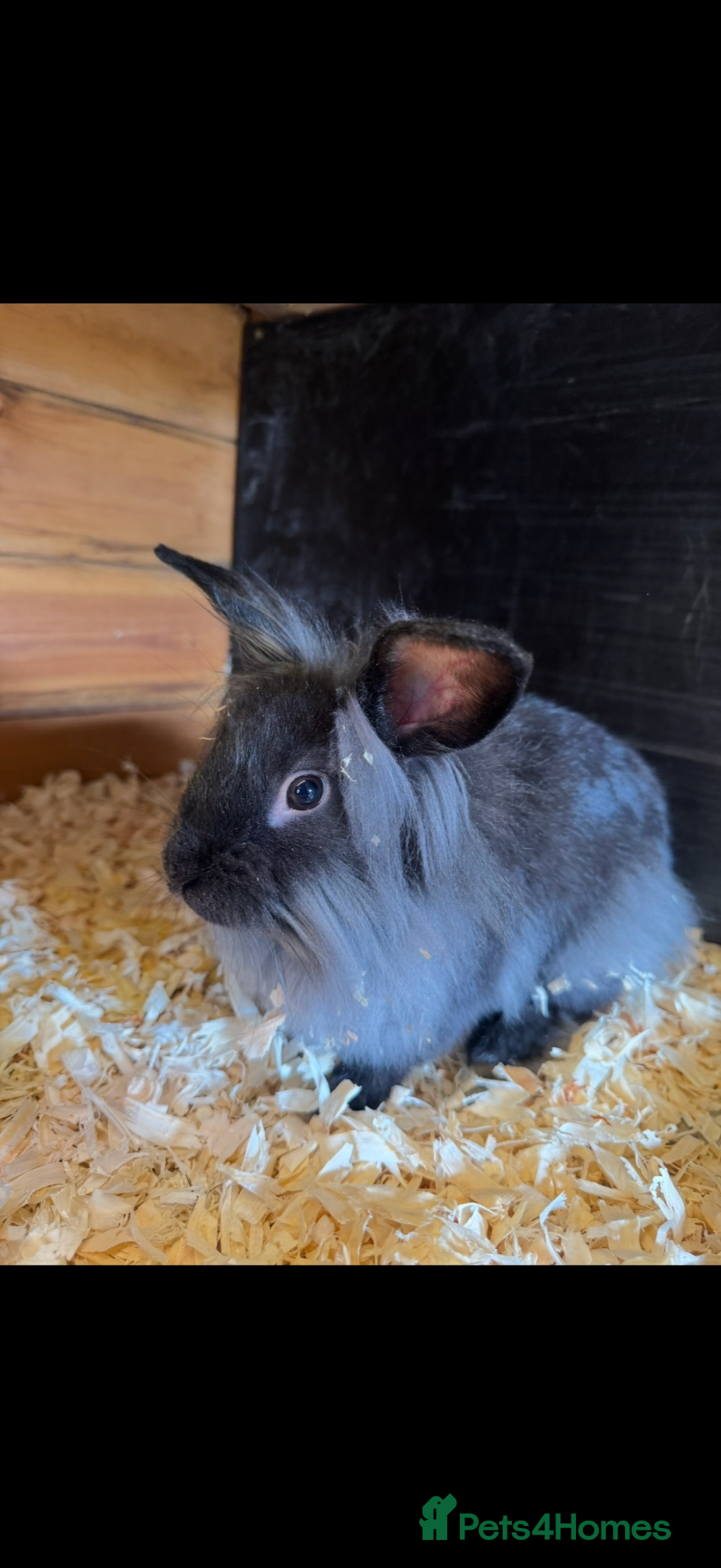 Mixed Breed rabbits for sale: Rabbits free  - Advert 2