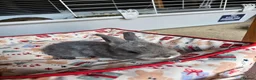 Netherland Dwarf rabbits for sale: Baby bunny - Advert 2