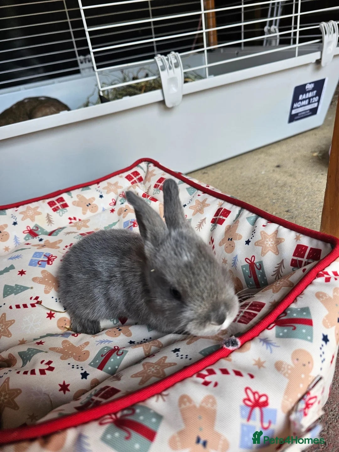Netherland Dwarf rabbits for sale: Baby bunny - Advert 2