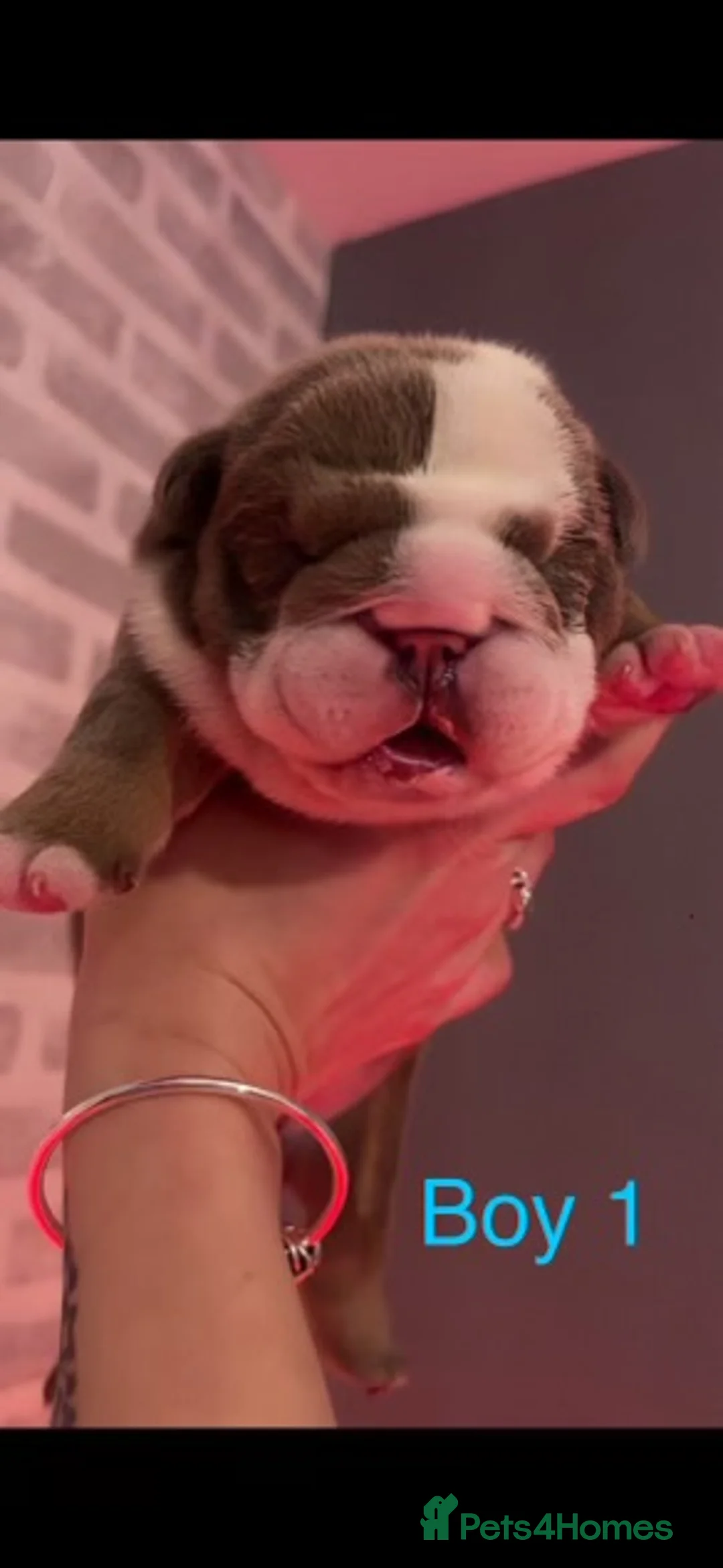 English Bulldog dogs for stud: Chocolate and tan stud includes 2 ai in Walsall - Advert 21