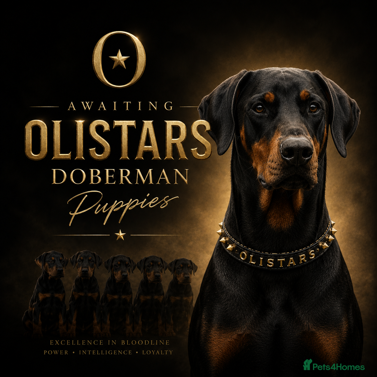 Dobermann dogs for sale: Exceptional Doberman Litter Due June - Advert 1