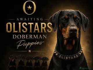 Dobermann dogs for sale: Exceptional Doberman Litter Due June - Advert 1