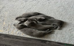 British Shorthair cats for sale: British Shorthair  - Image 6