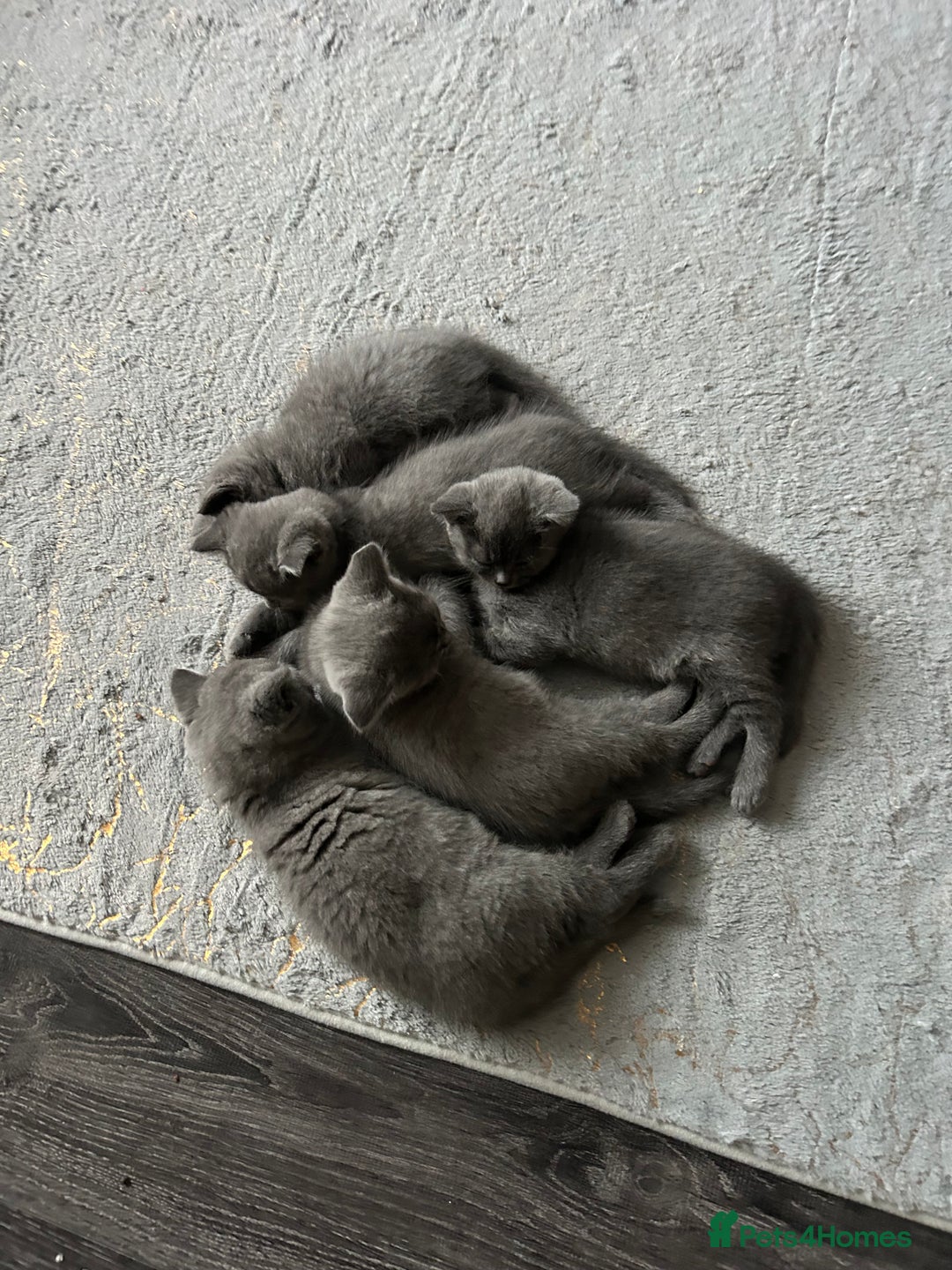 British Shorthair cats for sale: British Shorthair  - Image 6
