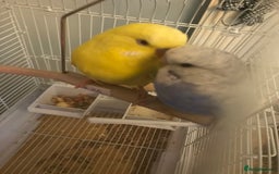 Budgerigars birds for sale: 2 budgies for sale  - Image 3