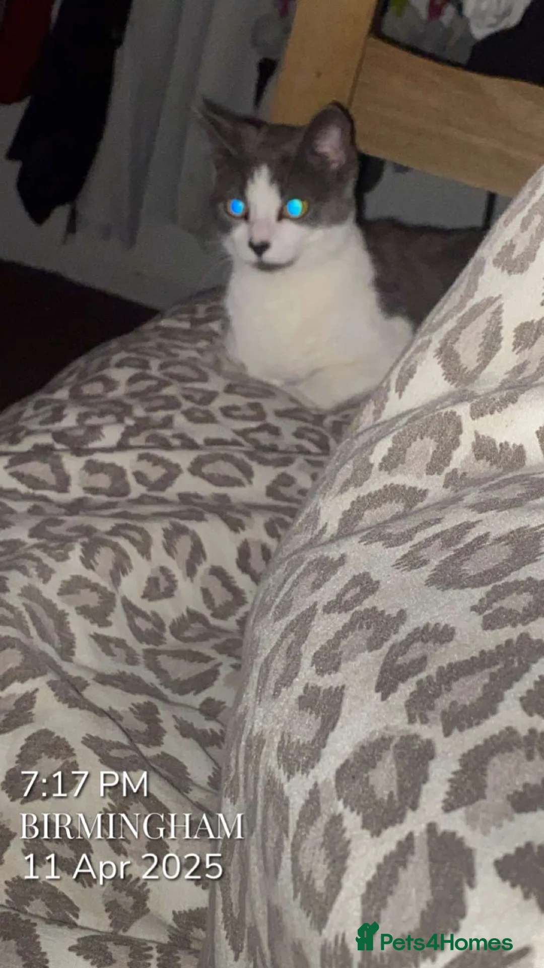 Domestic Shorthair cats for sale: Miss Fatima - Advert 2