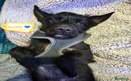 Mixed Breed dogs for adoption: 💙🐶 BUDDY 🐶💙 - Image 7