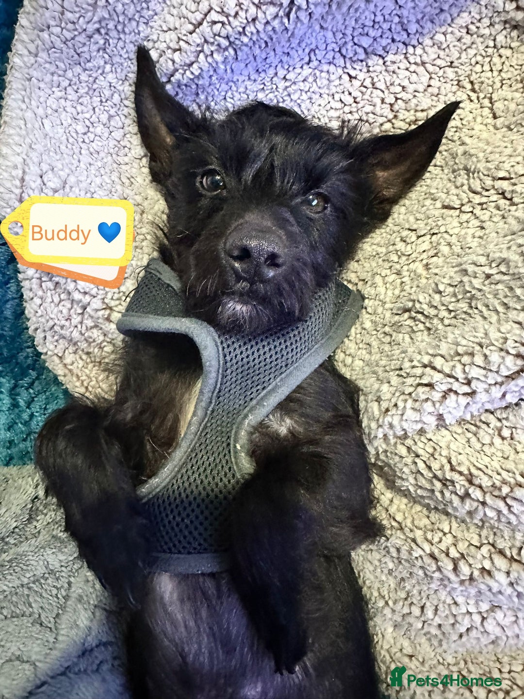 Mixed Breed dogs for adoption: 💙🐶 BUDDY 🐶💙 - Image 7
