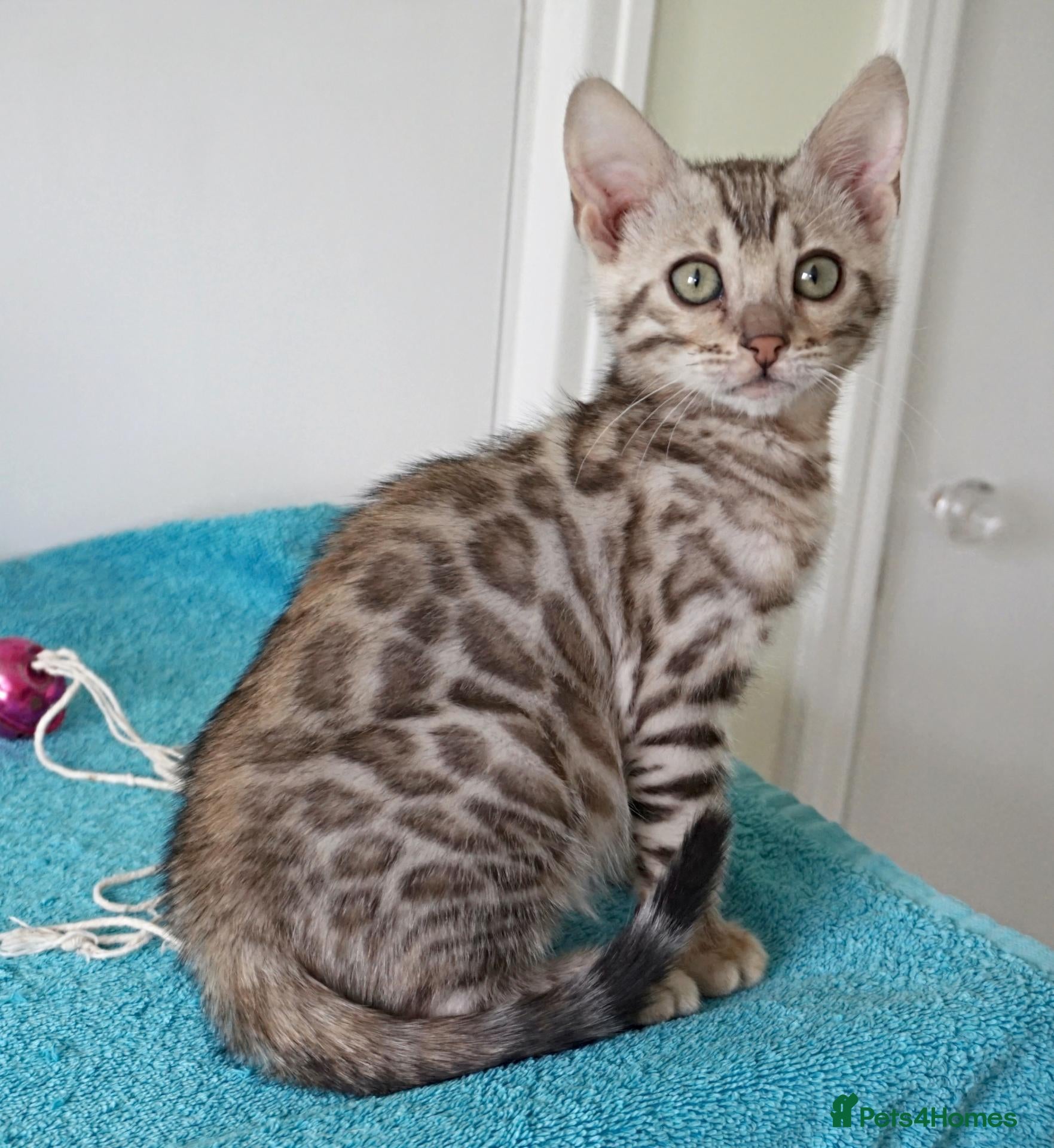 Bengal cats Superb Bengal Girl Kitten - Advert 2