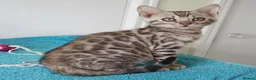 Bengal cats for sale: Superb Bengal Girl Kitten - Advert 1