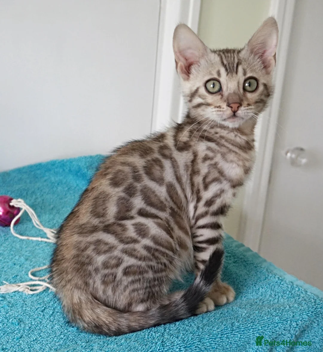 Bengal cats for sale: Superb Bengal Girl Kitten - Advert 1