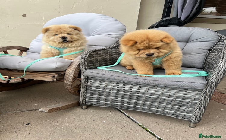 Chow Chow dogs - Advert 8