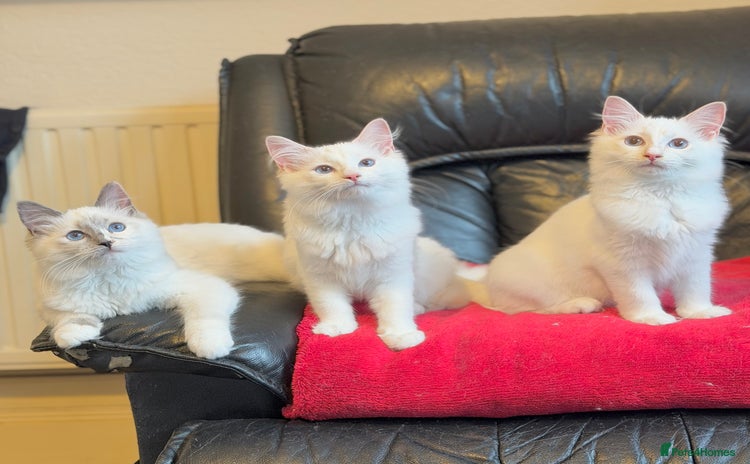 Ragdoll cats - Advert 15