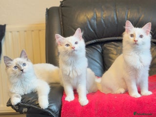 Ragdoll cats - Advert 18