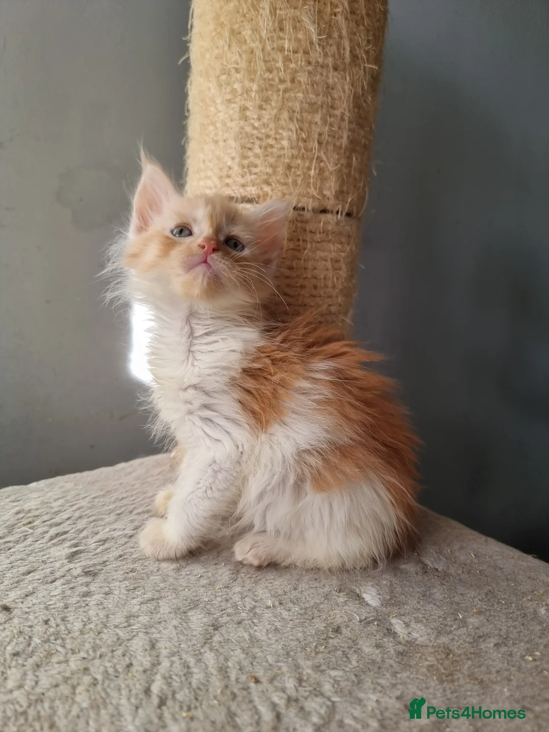 Maine Coon cats for sale: 2 litters of Maine Coon - Advert 26