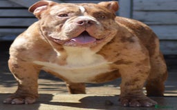 American Bully dogs for stud: Chocolate merle carrying blue and tan  in Spalding - Image 5