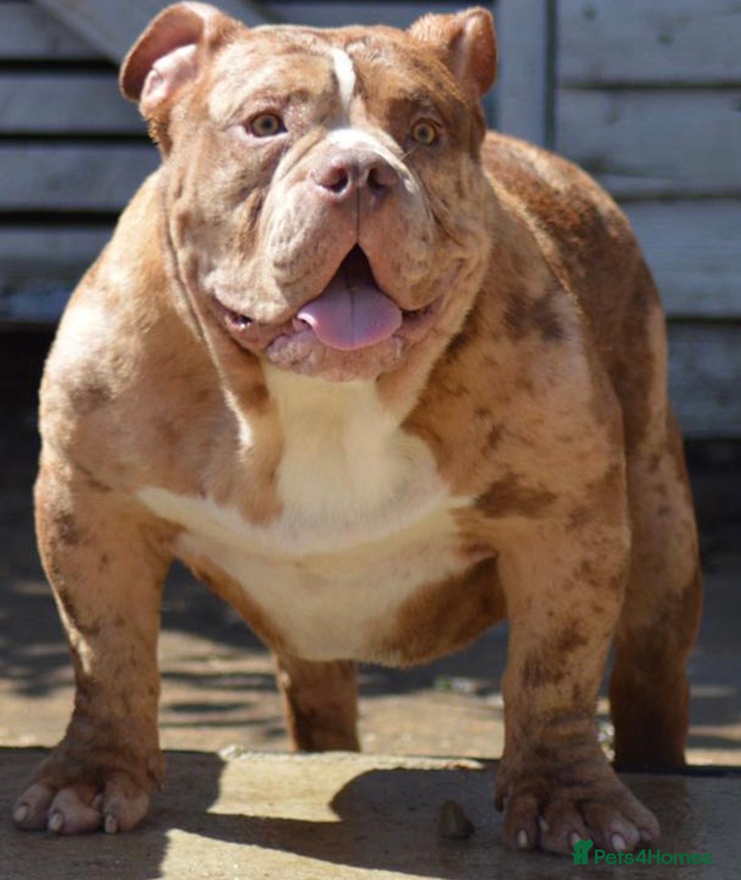 American Bully dogs for stud: Chocolate merle carrying blue and tan  in Spalding - Image 5