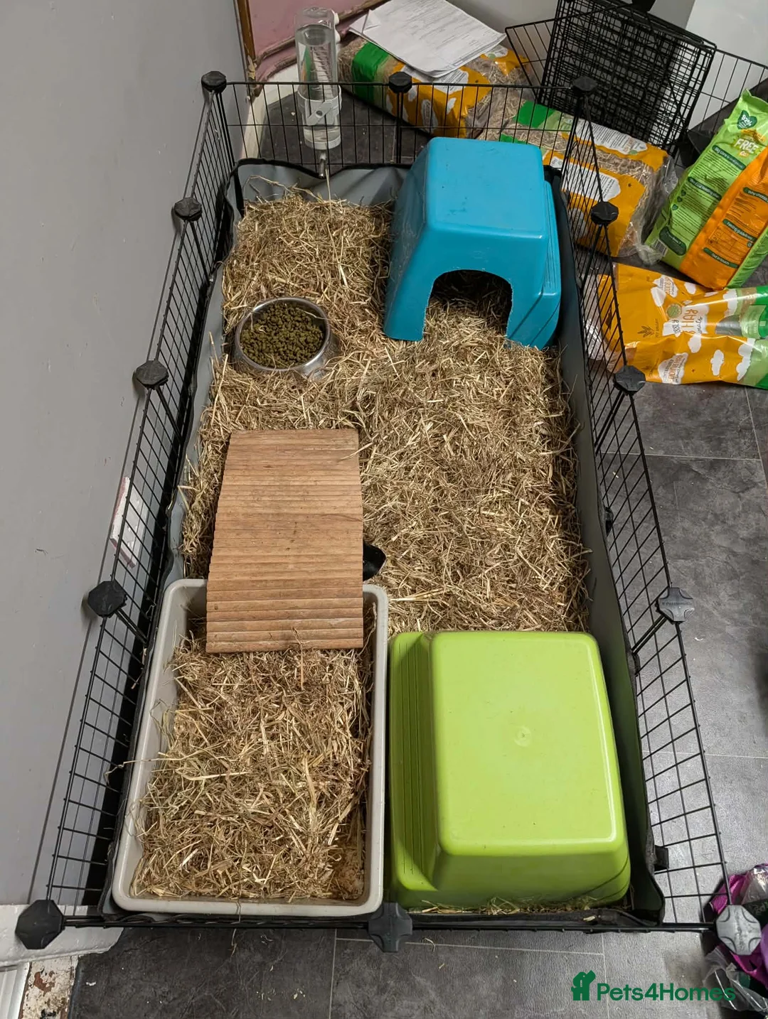 Guinea Pig rodents for sale: 2 female Guinea pigs with set up  - Advert 10