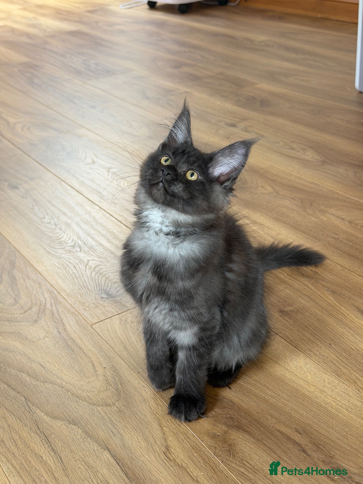 Maine Coon cats TICCA Registered MaineCoon Kittens (Pet Only)  - Advert 2