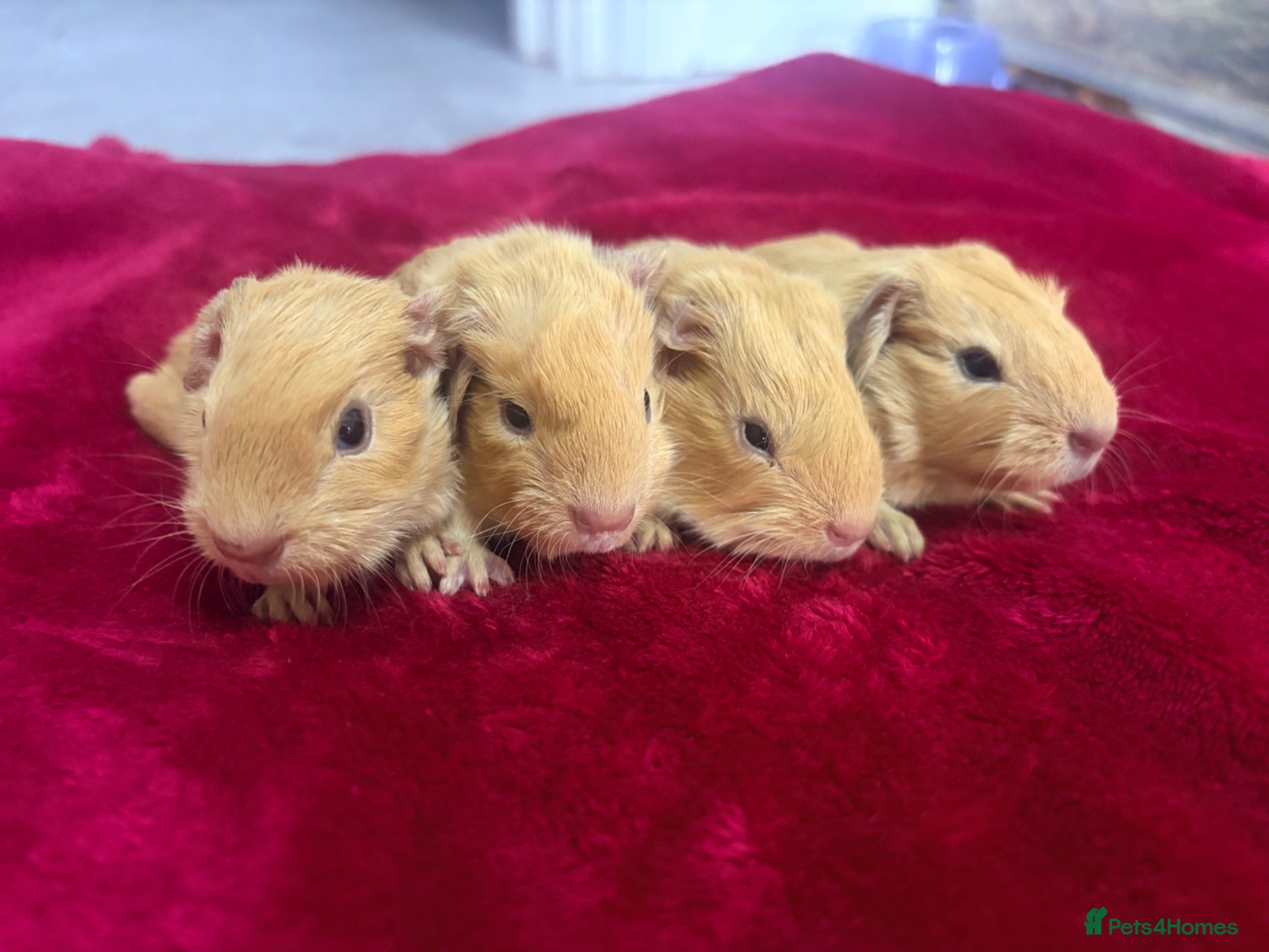 Guinea Pig rodents Pure pointed californian babies - Advert 20