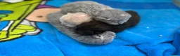 British Shorthair cats for sale: Beautiful Litter - Advert 14