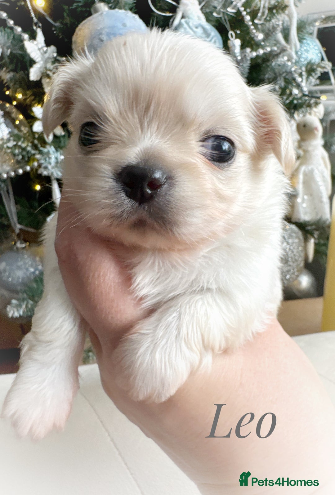 Chihuahua dogs for sale: KC long coat cream chihuahua puppies  - Advert 2