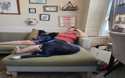 Mixed Breed dogs for adoption: Zorro for adoption - Image 19